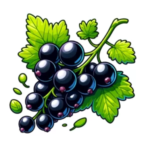 Black Currant