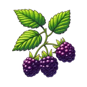 Blackberry