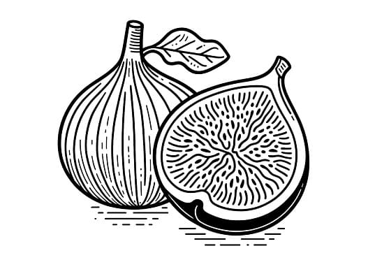 Fascinating Fig Facts