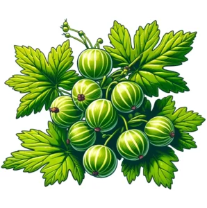 Gooseberry